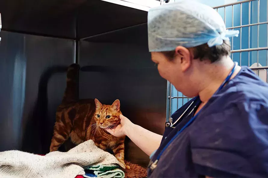 Giving your cat up for adoption Battersea Dogs & Cats Home